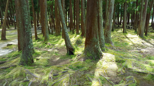 Trees in forest