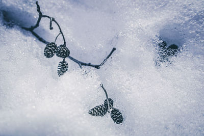 High angle view of ice hanging over frozen water