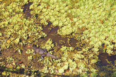 High angle view of leaves in lake