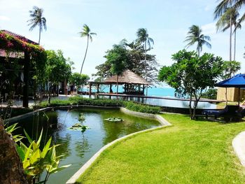 Palm trees by pond