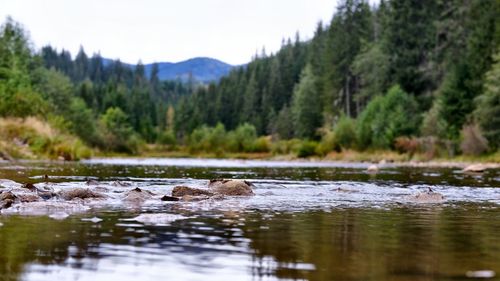 Scenic view of lake in forest