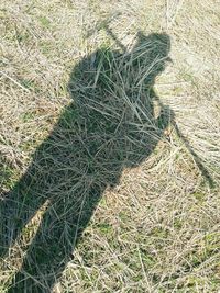 High angle view of field