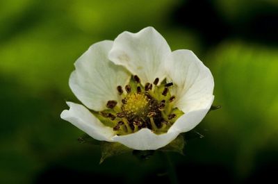 Close-up of flower blooming outdoors