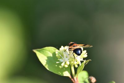 Close-up of bee pollinating on flower