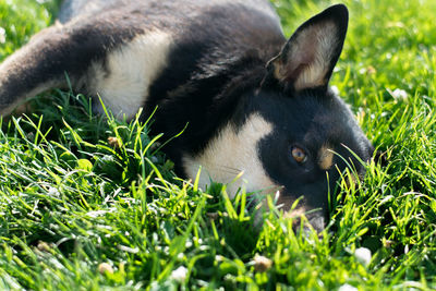 Close-up of cat on grass