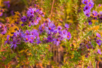 Close-up of purple flowering plants