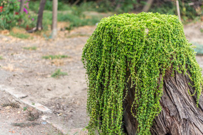 Close-up of fresh green plant