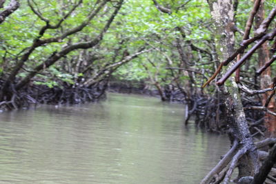 Scenic view of river amidst trees in forest