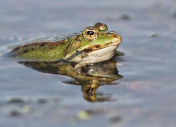 Close-up surface level of frog in water