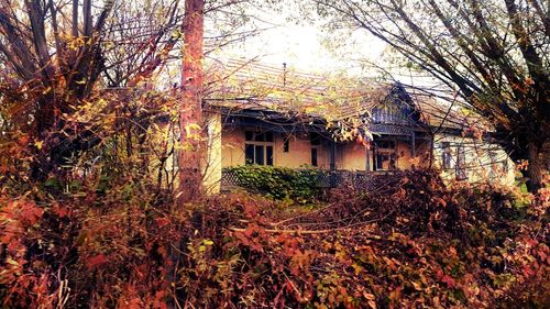 Plants and trees outside house during autumn