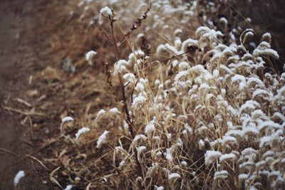 Close-up of plants growing in field