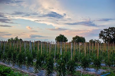 Scenic view of field against cloudy sky