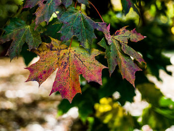 Close-up of maple leaves on tree