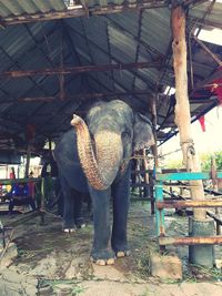 Full length of elephant in shed