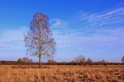 Trees on field against blue sky