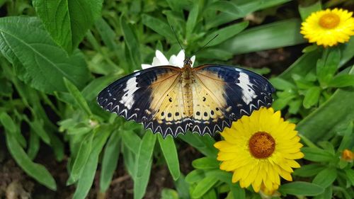 Close-up of butterfly pollinating on yellow flower