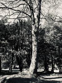 Trees in forest