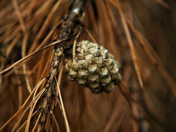 Close-up of dried plant