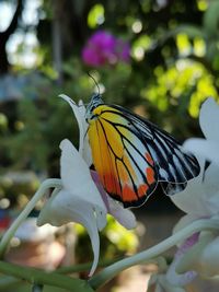 Close-up of butterfly pollinating on flower