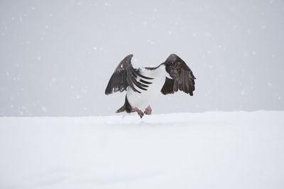 Bird flying over lake