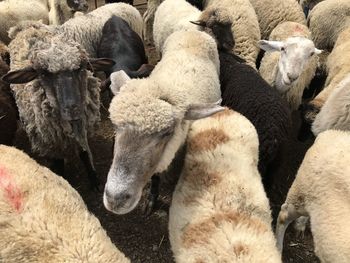 Close-up of sheeps in animal market