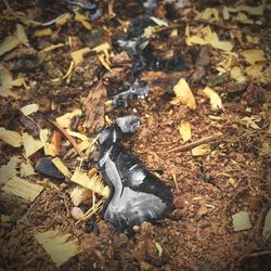 High angle view of crab on field