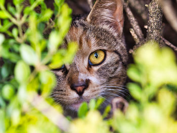 Close-up portrait of a cat