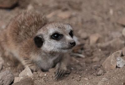 Close-up of meerkat looking away