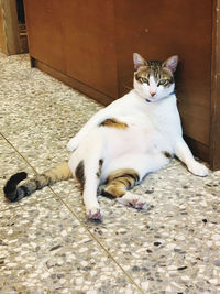 Portrait of cat lying down on tiled floor