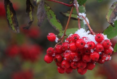 Close-up of red berries on tree