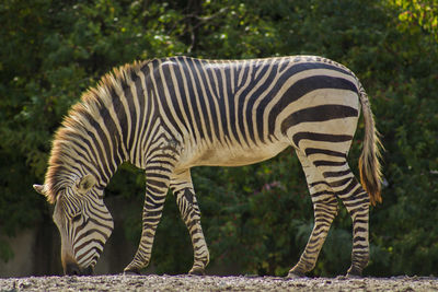 Zebra zebras