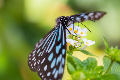 Close-up of butterfly pollinating on flower