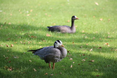 Ducks on grass