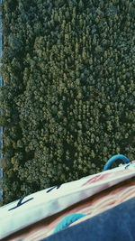 Close-up of tree on beach