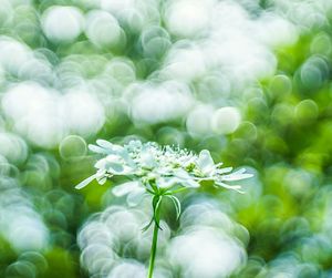 Close-up of white flowers blooming outdoors