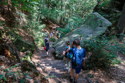 People walking on pathway amidst trees in forest