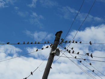 Low angle view of birds perching on cable against sky