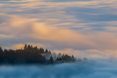 Scenic view of trees against sky during sunset