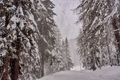 Snow covered pine trees in forest