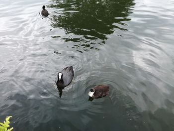 High angle view of ducks swimming in lake