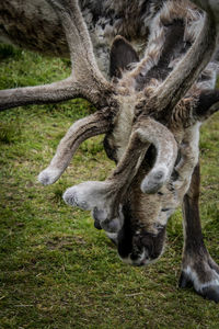 View of deer grazing on field