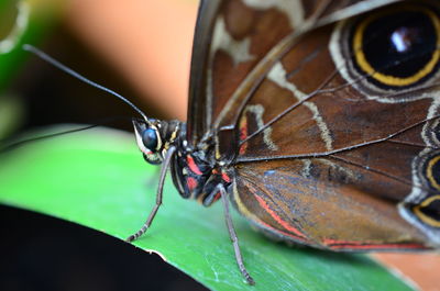 Close-up of butterfly on leaf