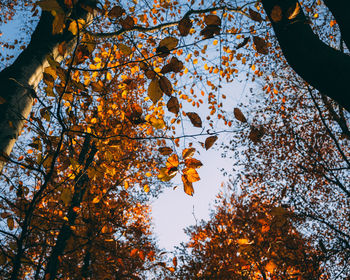 Low angle view of autumn tree