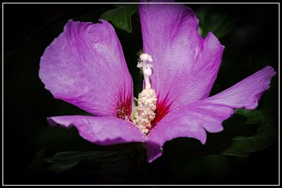 Close-up of pink flowers