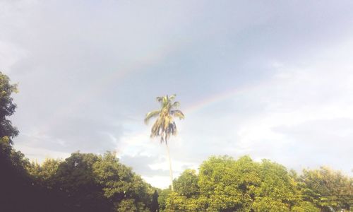 Low angle view of palm trees against sky