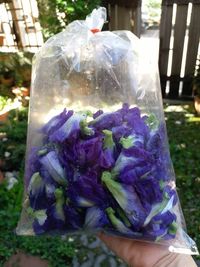 Close-up of hand holding purple flower