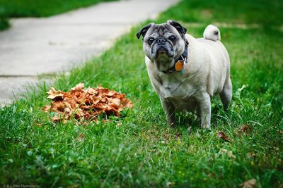 Portrait of pug standing by mushroom on grassy field