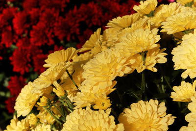 Close-up of yellow flowering plant