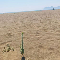 Scenic view of beach against clear sky