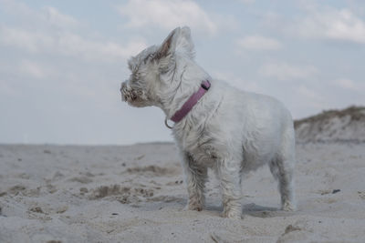 Dog on beach against sky